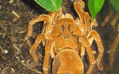 Goliath birdeater (Theraphosa blondi)