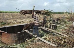 Sugar workers are unlikely to receive any production bonus this year, GAWU said yesterday.
