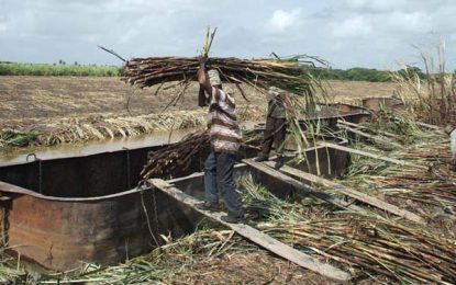 Cash-strapped GuySuCo unable to pay production bonus to sugar workers this year