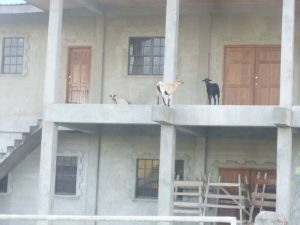The unfinished Police station occupied by animals.