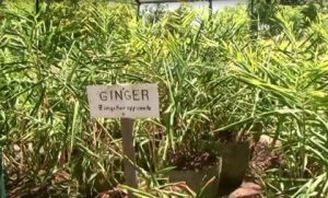 ginger