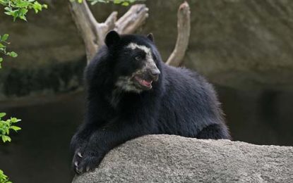 The Spectacled Bear (Tremarctos ornatus)
