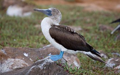 The Blue-footed Booby (Sula nebouxii)