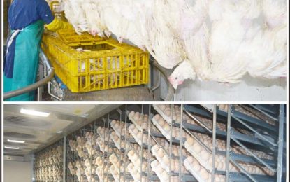 The past five years…Bounty Farms plugs US$46M in poultry operations