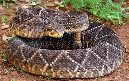 Crotalus durissus