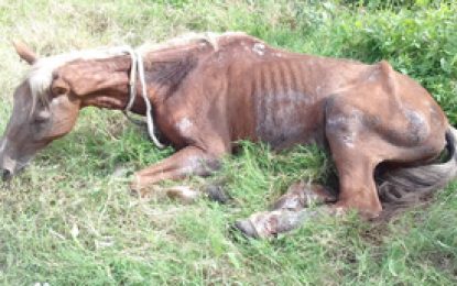 ‘Cruelly abused’ horse euthanized