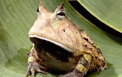 South American Ornate Horned Frogs (Ceratophrys)