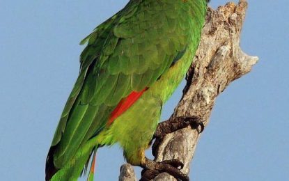 Interesting Creatures…Turquoise-fronted amazon (Amazona aestiva)