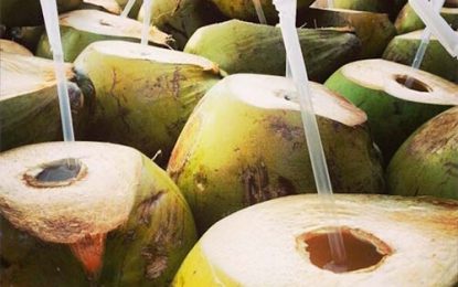 Caribbean Institute to assist coconut processor groups in Guyana