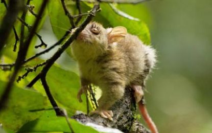 The Bare-tailed woolly opossum (Caluromys philander)