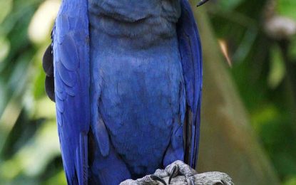 The Hyacinth Macaw (Anodorhynchus hyacinthinus)