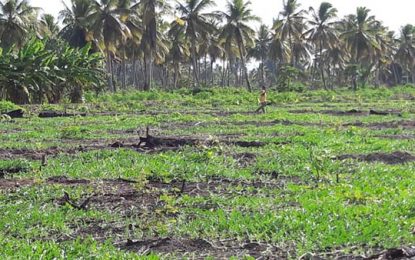 Investing significantly in a resurgent coconut industry