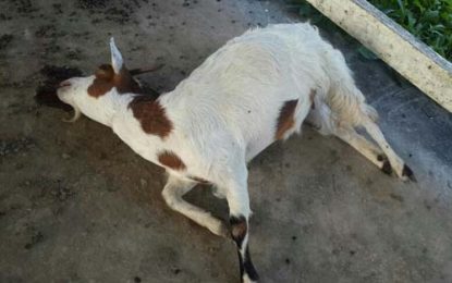 Police demand pound fees for dead goat