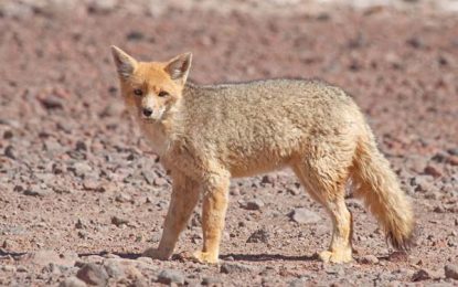 The Culpeo (Lycalopex culpaeus)