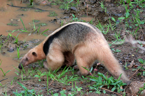 Southern tamandua - Wikipedia