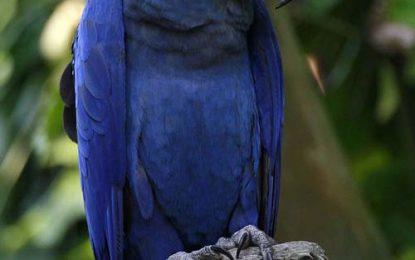 The Hyacinth Macaw (Anodorhynchus hyacinthinus)