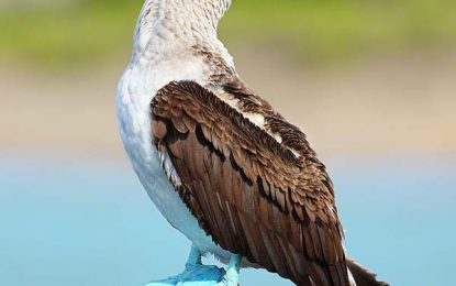 The blue-footed booby (Sula nebouxii)