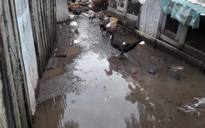 Heavy rainfall leaves several sections of Berbice under water
