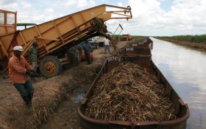 GuySuCo now produces sugar three times world market price