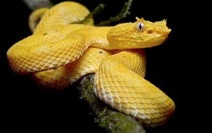 Bothriechis schlegelii – the eyelash viper