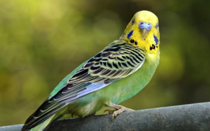 Interesting Creatures… The Barred Parakeet (Bolborhynchus lineola)