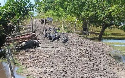 Over 1,000 head of cattle, 20 horses dead in Black Bush flooding