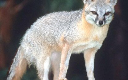 The Grey fox (Urocyon cinereoargenteus)