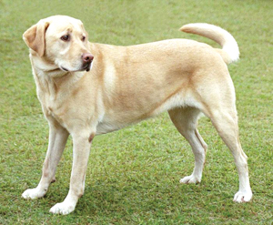 Guyana Dog