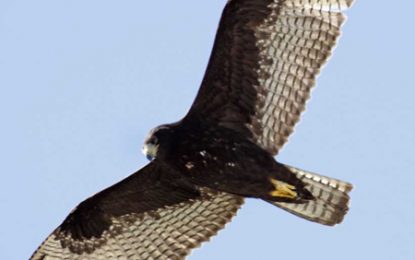 Interesting Creatures… Zone-tailed hawk (Buteo albonotatus)