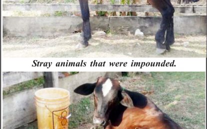 Impounded animals still being mistreated