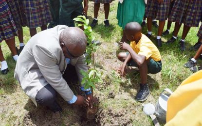 Tree-planting exercise among early Education Month activities