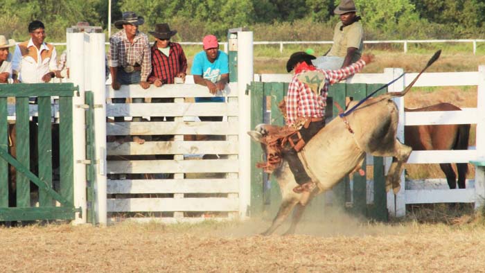 https://www.kaieteurnewsonline.com/images/2017/10/Todays-Rodeo-action-promises-much-excitement..jpg