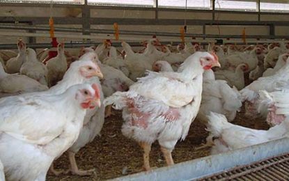 Guyana shortlisted as nine poultry plants approved to sell within CARICOM