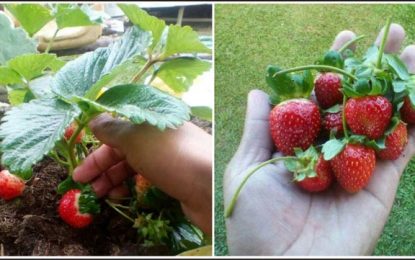 Local strawberries!