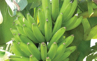Black Sigatoka disease tolerant plantains, bananas being explored