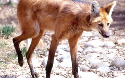 The Maned Wolf (Chrysocyon brachyurus)