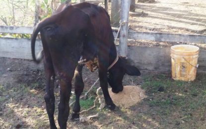 Police to auction detained calf after almost 3 months