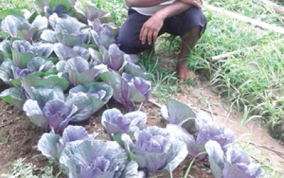 Regions Five and Six farmers seeing promising results in ongoing Purple cabbage trials