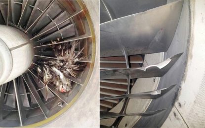 Bird strike damages aircraft propeller