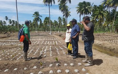 Pomeroon Trading to become major supplier of coconut planting materials