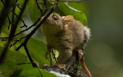 Interesting Creatures… Bare-tailed woolly opossum (Caluromys philander)