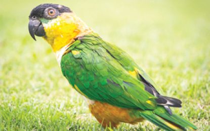 The Caique [Pionites melanocephalus]