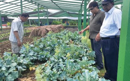 Shade house farming allows constant vegetable prices