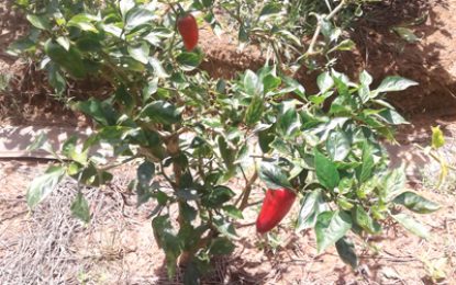 With help from NAREI…Berbice farmer experiments with sweet pepper varieties