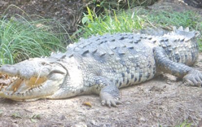 American crocodile (Crocodylus acutus)