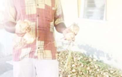 Corentyne farmer harvests 450 pounds of onion in a single crop