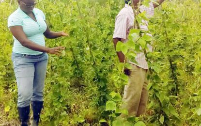 NAREI provides farmers with greater yields, cheaper alternative to chemical fertilizers