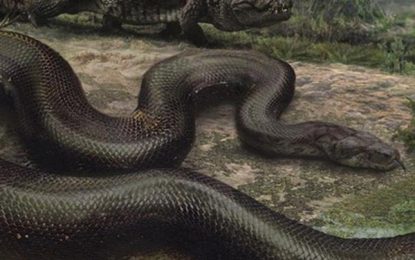 Interesting Creatures… Titanoboa