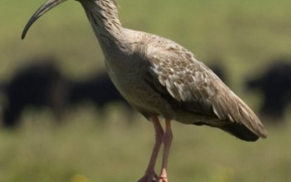 Interesting Creatures… Plumbeous ibis