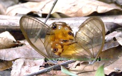 Interesting Creatures… Greta oto or glasswing butterfly